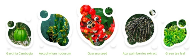 ingredienti garcinia ascophylium guarana acaia berry green tea lead