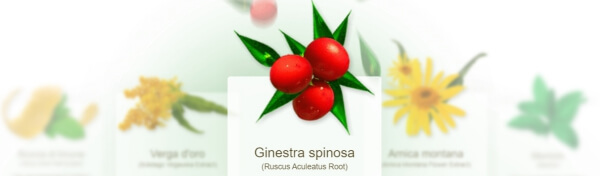 ingredienti y composizione Ginestra spinosa